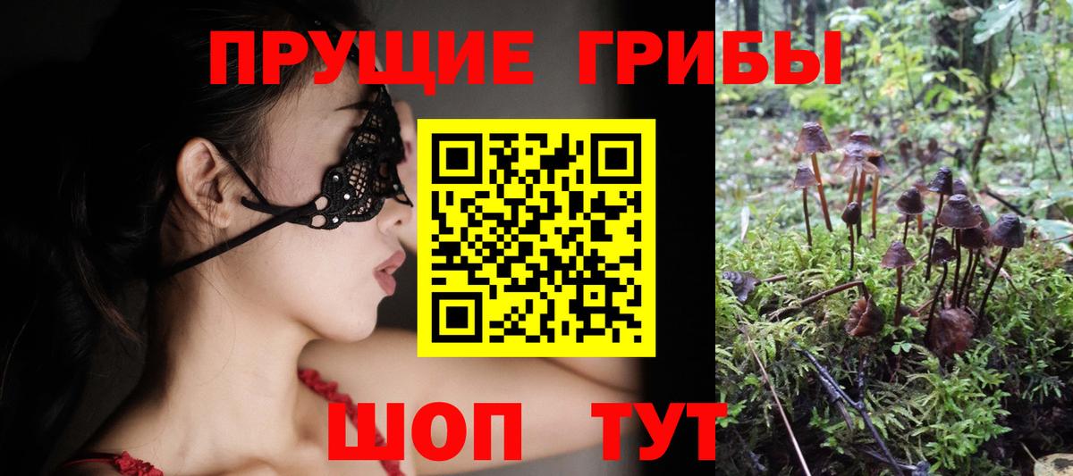 Галлюциногенные грибы Psilocybe Сосновоборск